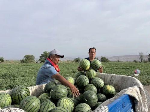 北屯吃瓜,探寻新疆北屯的美食风情