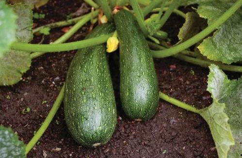 秋天的瓜可以吃吗,揭秘秋天的瓜类美食