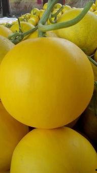 久红瓜怎么吃,解锁美味新体验